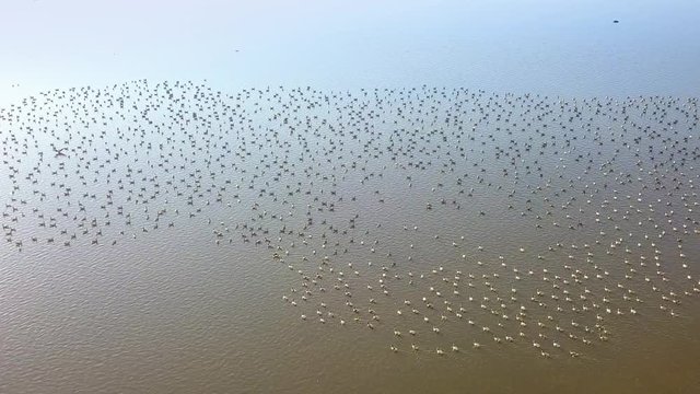 Huge flock of white-fronted geese (Anser erythropus) on a lake in danube delta