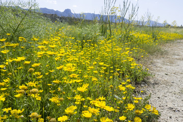 Obraz premium Ancient ruins of Salamis with yellow flowers, Cyprus