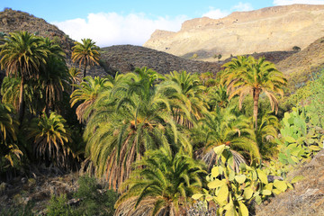 Fototapeta na wymiar Palm tree oasis on Gran Canaria Island, Canary Islands, Spain