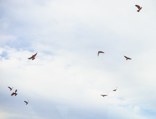 Pink Australian Galas fly about sky