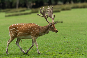 Deer - Cerf