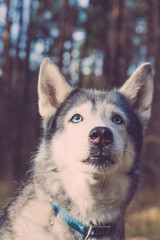 Dog breed husky on the walking in a forest. Selective focus. Toned