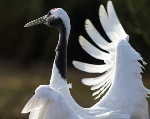 Cranes - Grues Cendrées