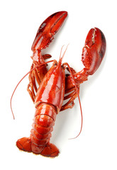 cooked lobster isolated - obrazy, fototapety, plakaty