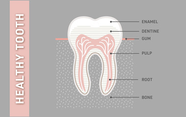 Healthy and strong tooth anatomy. Vector, graphic, illustration & infographic Ai / EPS 10