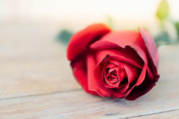 Red rose flower on wooden floor in Valentine's Day