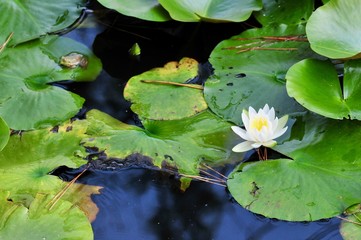 寺とスイレンと蜂