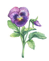 Illustration of the garden pansy tricolor flower (Violet, Viola, heartsease, kiss-me-quick, love-in-idleness, stepmother, flammola, Amnon). Hand drawn watercolor painting on white background.