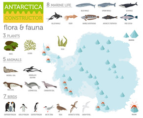 Antarctic, Antarctica,  flora and fauna map, flat elements. Animals, birds and sea life big set. Build your geography infographics collection