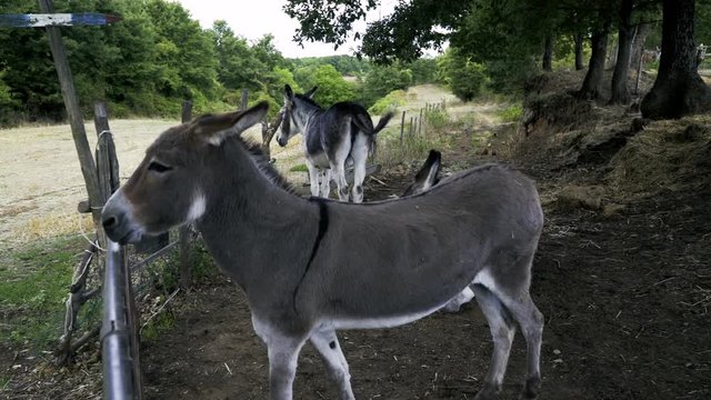 Donkeys in the farm yard