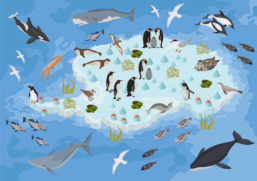 Isometric 3d Antarctica flora and fauna map elements. Animals, birds and sea life. Build your own geography infographics collection