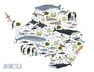 Antarctic, Antarctica,  flora and fauna map, flat elements. Animals, birds and sea life big set. Build your geography infographics collection © a7880ss