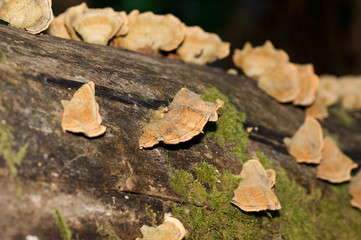 Oyster Fungus on log