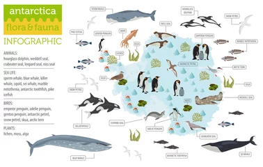 Fotobehang Antarctic, Antarctica,  flora and fauna map, flat elements. Animals, birds and sea life big set. Build your geography infographics collection © a7880ss