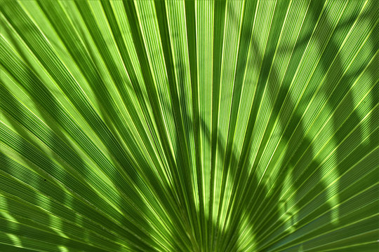 macro plant photography image of a line pattern leaf with sunlight and shadows