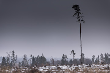 One tree on grassy hill. deforestation. conceptual for life. snow and winter