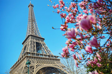 Pink magnolia flowers with Eiffel tower - obrazy, fototapety, plakaty