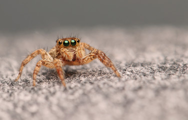 Spider jumping out for food