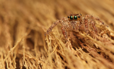 Spider jumping out for food