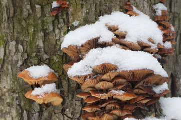 Flammulina velutipes mushrooms