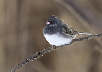 Dark-eyed Junco (Junco hyemalis) on a perch, Ames, Iowa, USA.