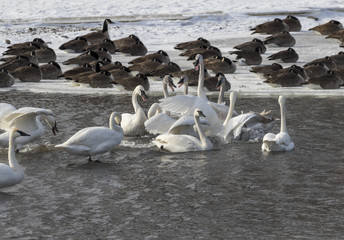 Trumpeter swan (Cygnus buccinator) and Canada geese (Branta canadensis) at the bank of a freezing stream in winter, Iowa
