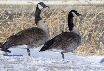Canada geese (Branta canadensis) on snow, Saylorville Lake, Iowa, USA