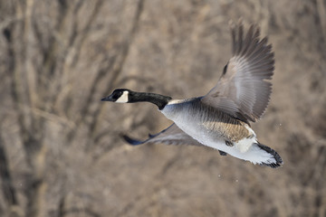 Canada geese (Branta canadensis) flying, Saylorville Lake, Iowa, USA