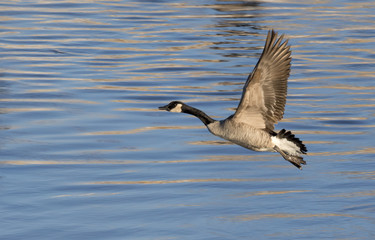 Canada geese (Branta canadensis) flying over blue water, Saylorville Lake, Iowa, USA