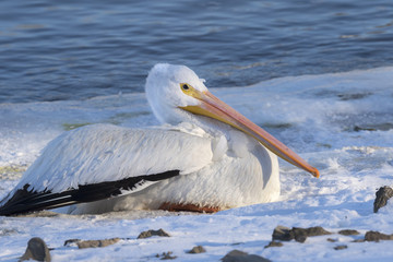 Fototapeta na wymiar American white pelican (Pelecanus erythrorhynchos) on snow near the freezing lake, Saylorville Lake, iowa, USA
