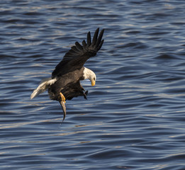 Bald eagle (Haliaeetus leucocephalus) with a caught fish at Mississippi River, Iowa, USA