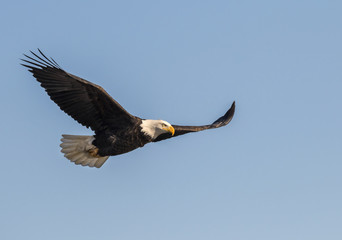 Bald eagle (Haliaeetus leucocephalus) flying, Mississippi River, Iowa, USA