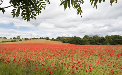 Poppies in poppy field