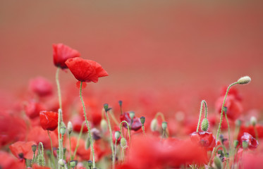 Poppies in poppy field