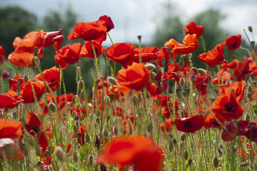 Poppies in poppy field