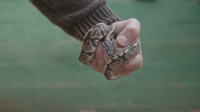 Small rock python held by male hand against green wall