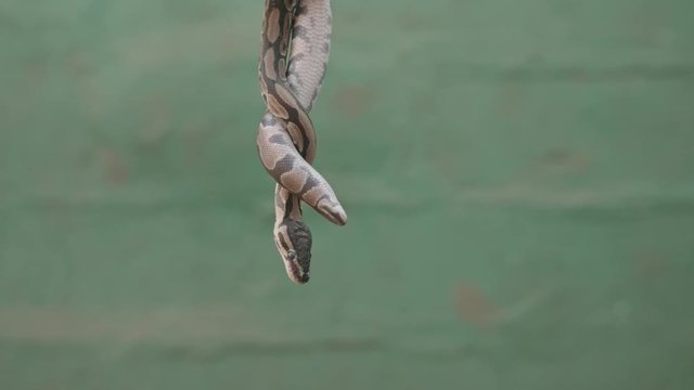 Pygmy python hanging in frame against green wall