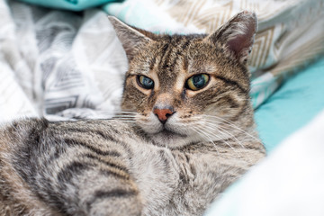 Fototapeta na wymiar Portrait of cat lying on bed at home 