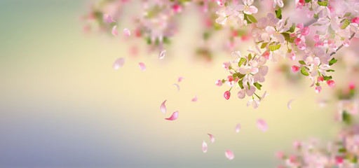 Obraz na płótnie Canvas Spring Apple Blossom