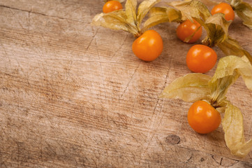 Physalis