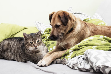 Friends - dog and cat together
