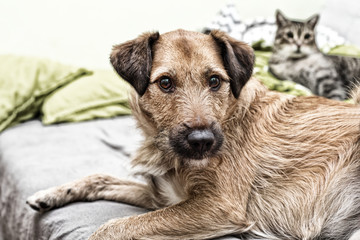 dog portrait, terrier dog 
