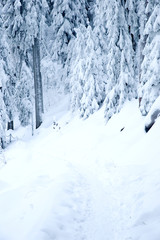 Fototapeta na wymiar Verschneiter Wanderweg im Schwarzwald