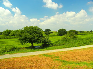 晩夏の江戸川河川敷風景