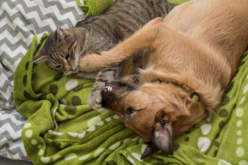 Dog and cat playing together
