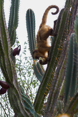Capuchin Monkey in Serra da Capivara, PI, Brazil