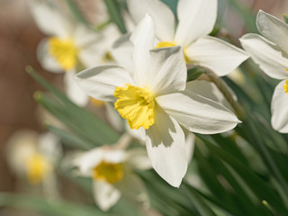 Narzissen, Narcissus, Osterglocken