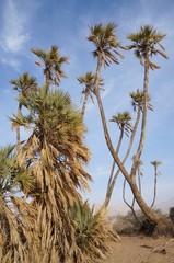 Doum palm trees in Evrona national park near Eilat, Israel