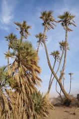 Crédence de cuisine en plexiglas Palmier Doum palm trees in Evrona national park near Eilat, Israel