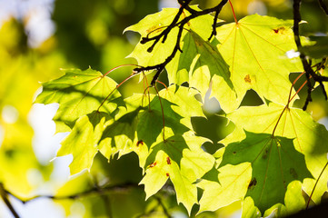 Green maple leaves